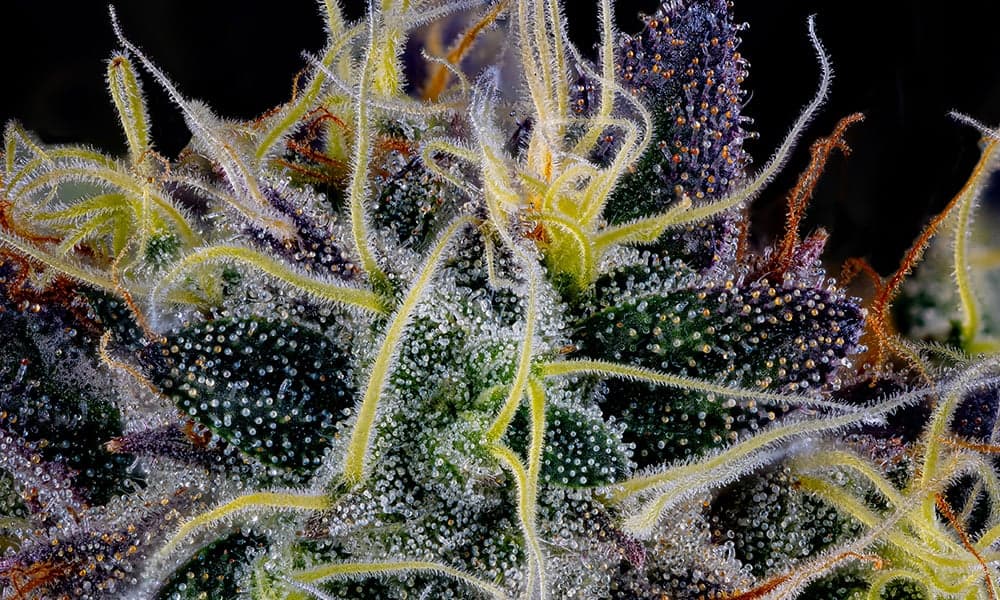 special 3389041 photo