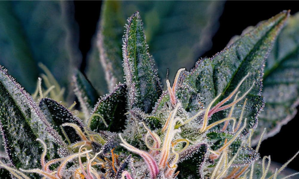 special 3345223 photo